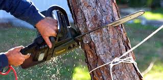 Lawn Maintenance Plans in Woodland, CA