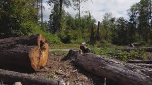 How Our Tree Care Process Works  in  Woodland, CA