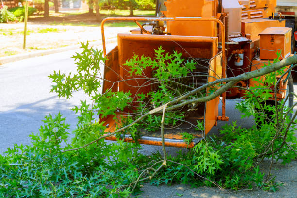 Best Lawn Maintenance Plans  in Woodland, CA