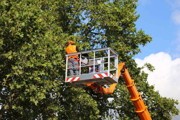 Best Root Management and Removal  in Woodland, CA