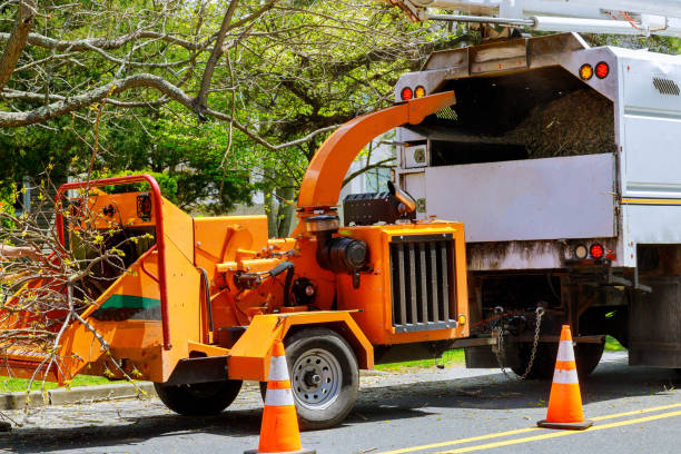 Best Commercial Tree Services  in Woodland, CA