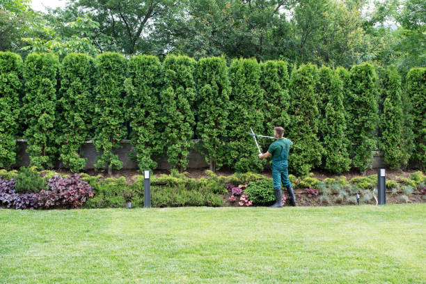 Best Sod Installation  in Woodland, CA