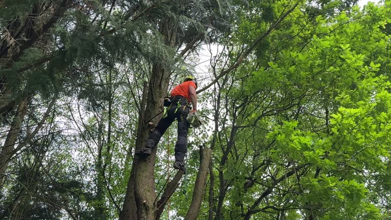 Best Tree Preservation Services  in Woodland, CA