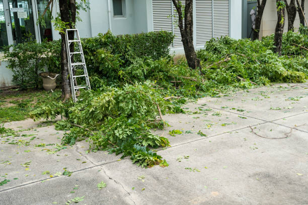 Best Tree Removal  in Woodland, CA