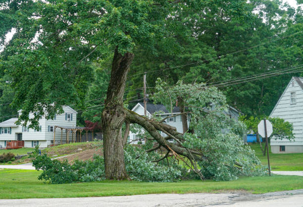 Professional Tree Services in Woodland, CA