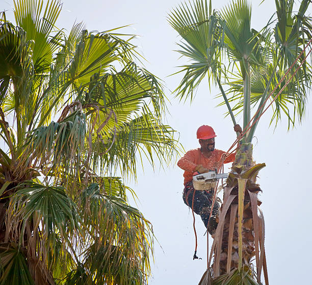 Best Tree Maintenance Programs  in Woodland, CA