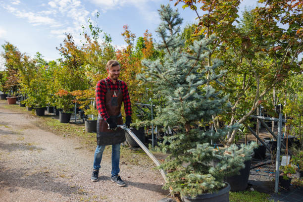 Mulching Services in Woodland, CA