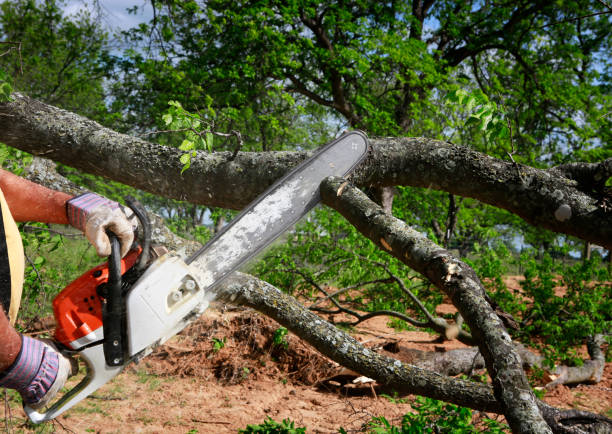 Best Stump Grinding and Removal  in Woodland, CA